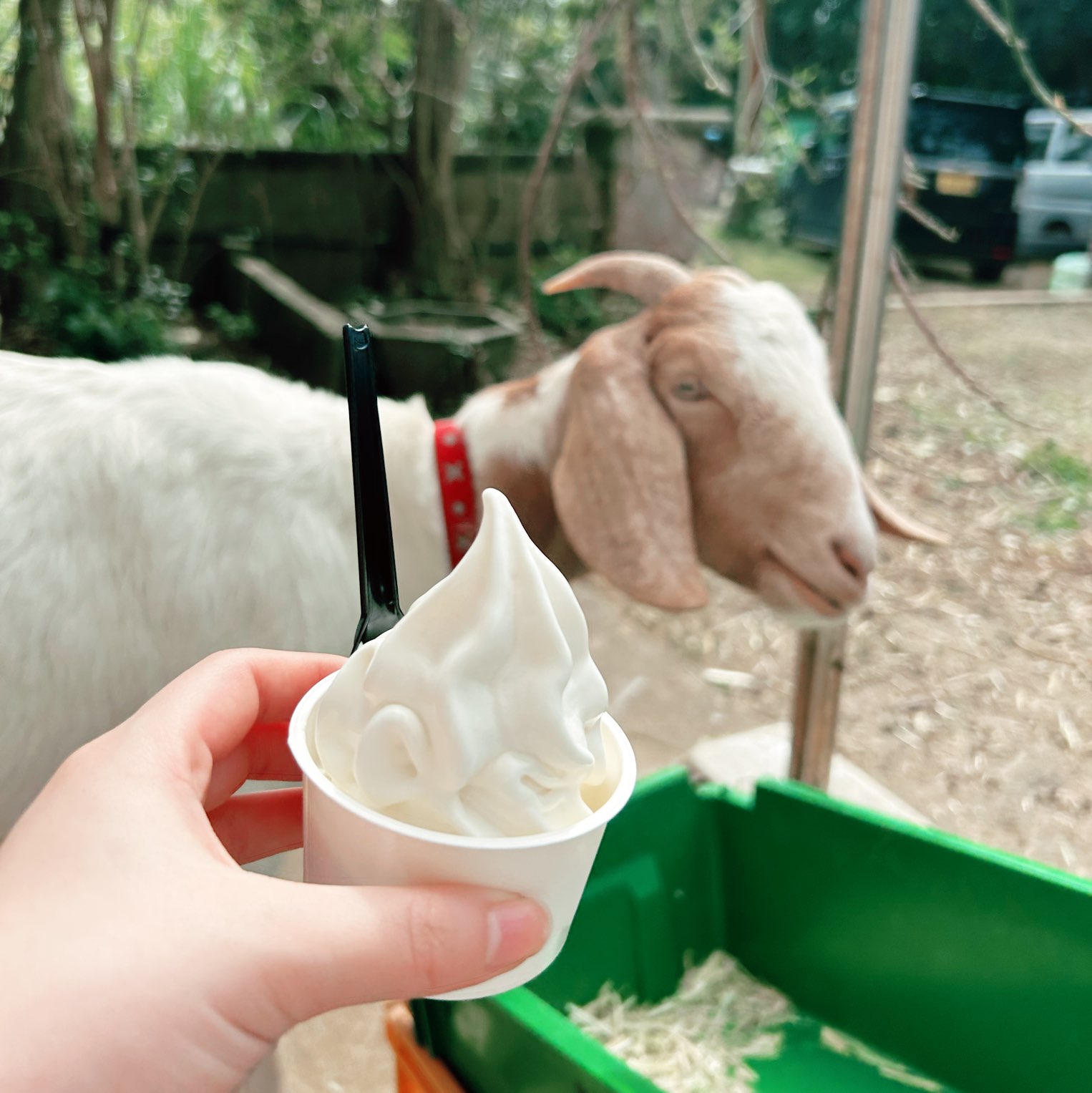 [宫古岛]新特产!浓厚的山羊牛奶🐐
