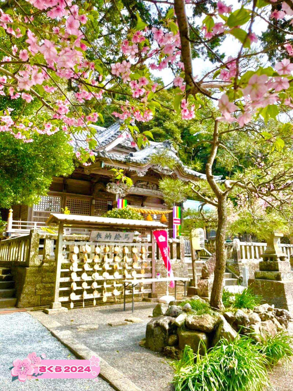 【伊古奈比咩命神社/静冈县】伊豆最古老的宫殿和樱花