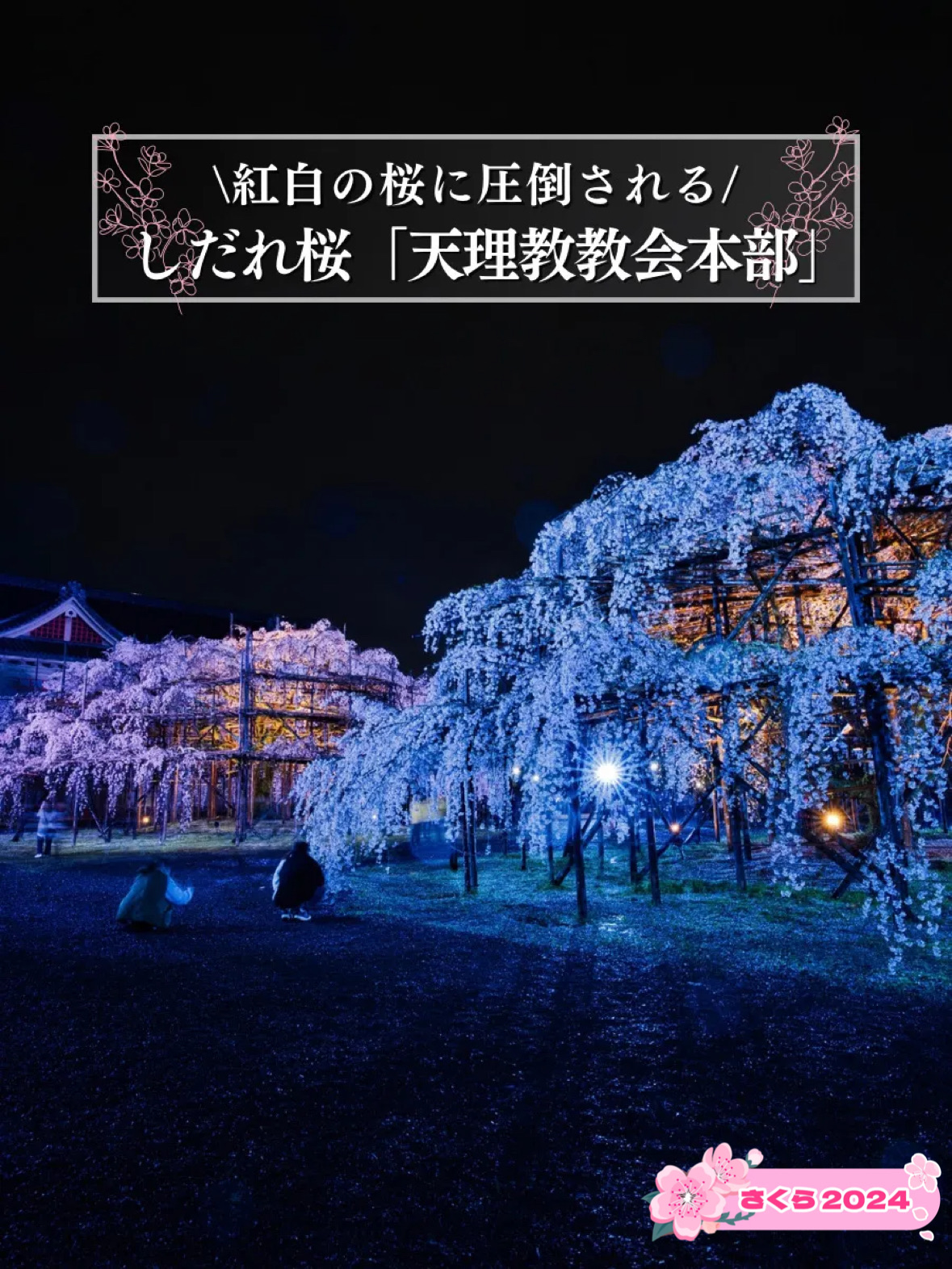 [奈良×樱花]巨大的红白垂枝樱花🌸限时点灯1小时