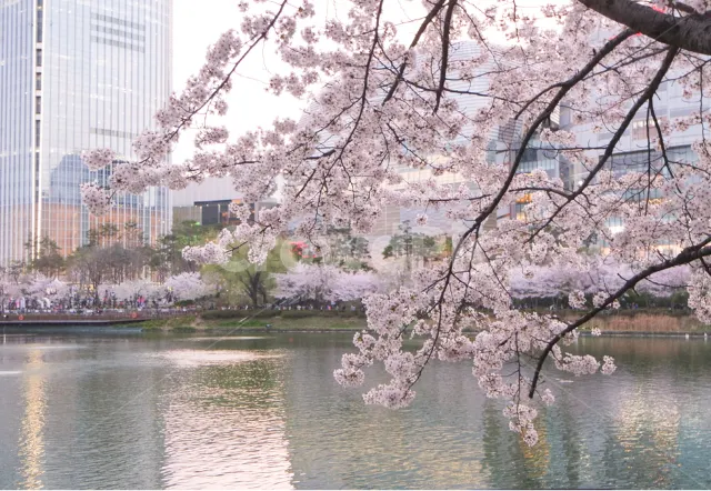 서울벚꽃명소