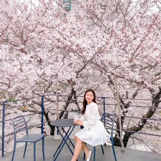 부산벚꽃뷰카페