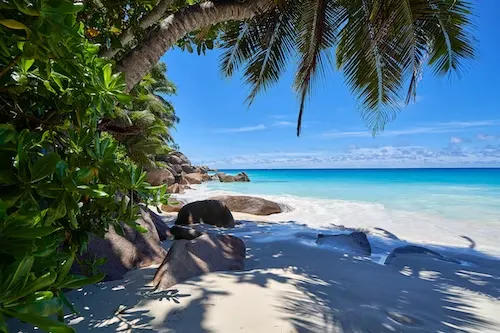 White sandy beach, rocks, and tree on a Seychelles island