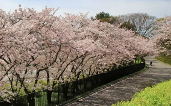 오사카 벚꽃 반파쿠기념공원