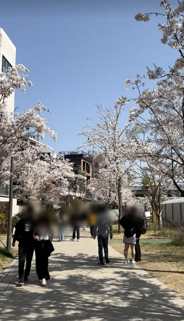 弘大