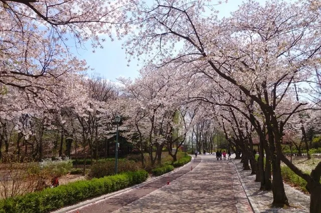 서울 벚꽃명소 어린이대공원