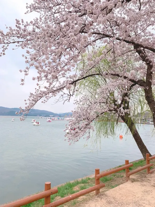 경주 벚꽃