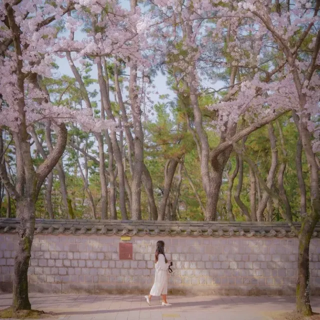 경주 벚꽃