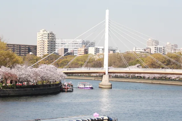 【2024年】厳選🌸大阪の花見・桜名所　お花見におすすめのスポット🌸 開花・満開 予測一覧！