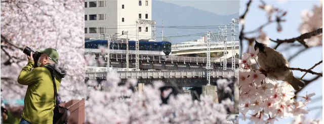 は「まだまだ蕾かたい