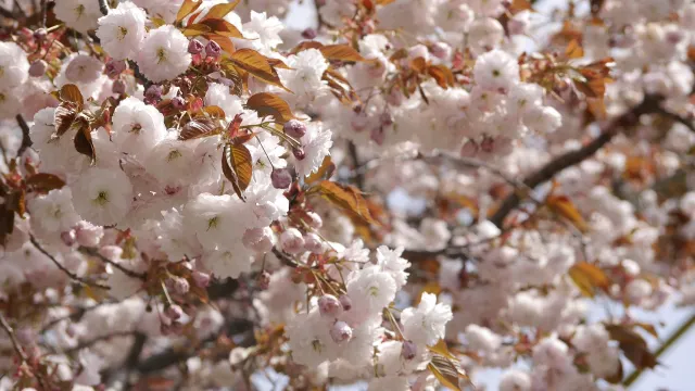 부산 겹벚꽃