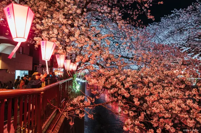 도쿄 벚꽃 명소