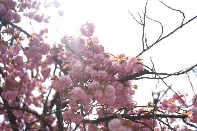 부산민주공원 겹벚꽃