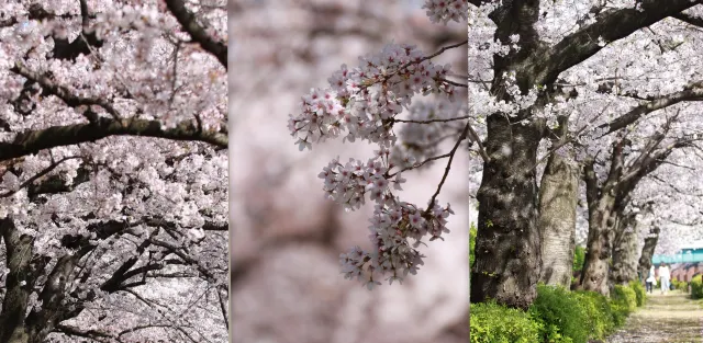2025年大阪桜