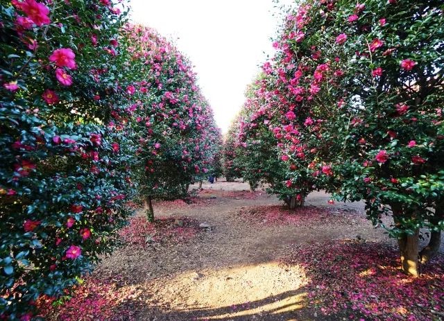 1mj2x12000ammqxz64283.png