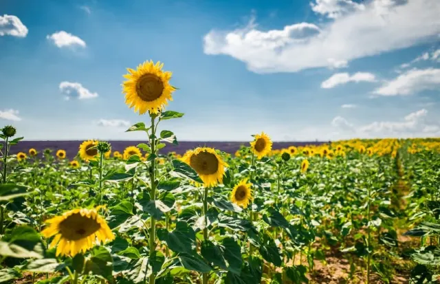 富良野花卉公園