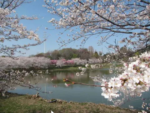 오사카 벚꽃 하니하쿠