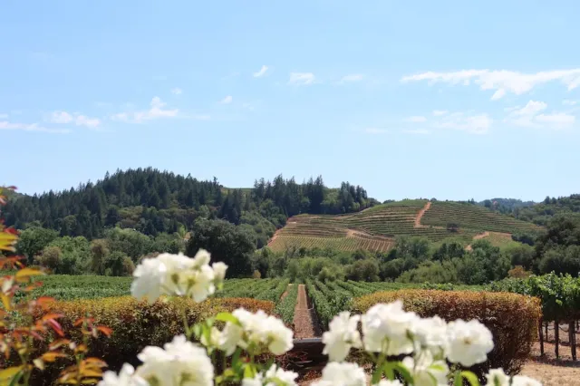 Ein Weinberg im Napa Valley, Kalifornien