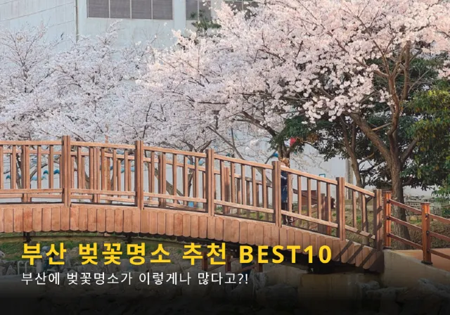 부산 벚꽃 명소