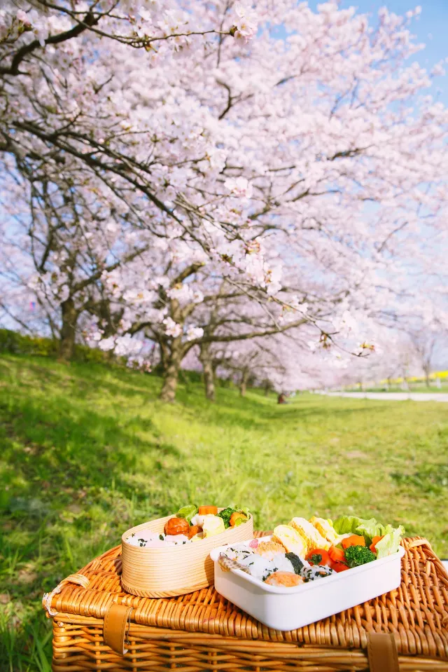요도가와 하천 공원 벚꽃