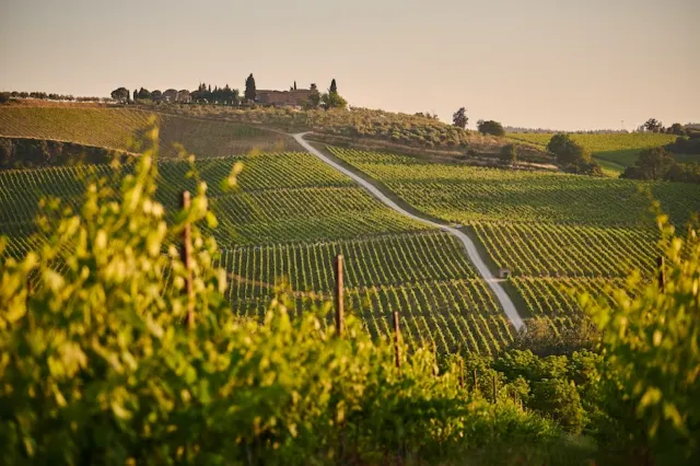 Blick auf einen Weinberg in der Toskana, Italien