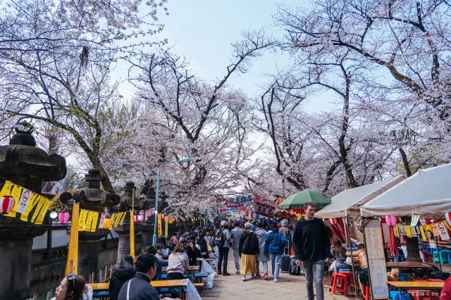 도쿄 벚꽃 명소