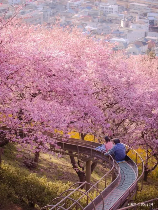 일본 벚꽃 여행 정보 (벚꽃 개화&만개 시기, 벚꽃 명소 추천)