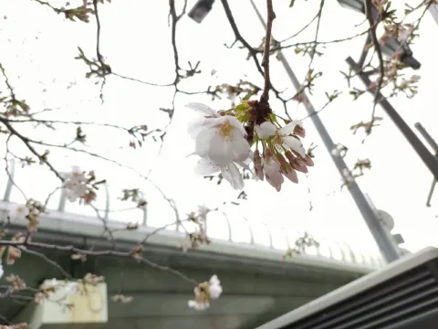 こちらの写真は2023年の文楽劇場とのぼりと桜です