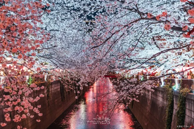 Where To See Beautiful Cherry Blossoms Around The World