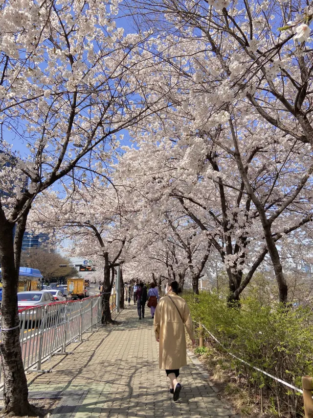 2024 여의도 벚꽃 축제