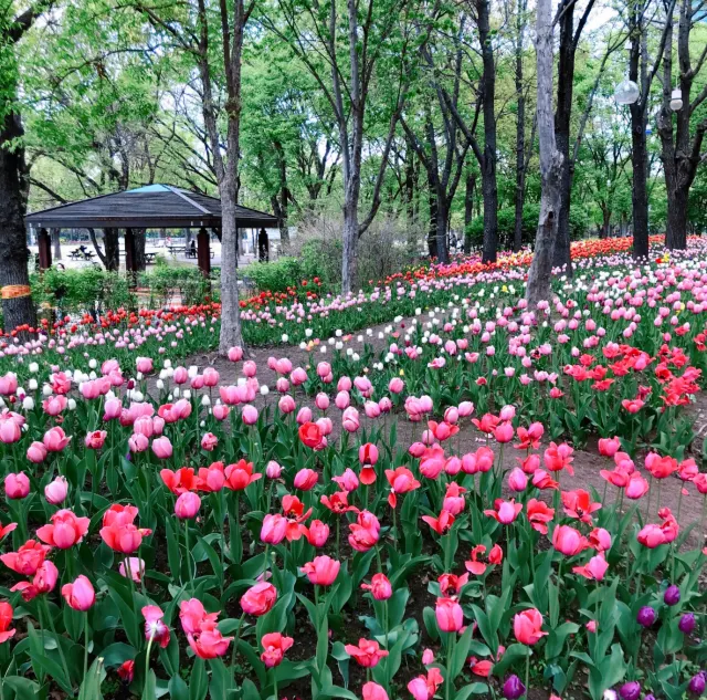 ソウルの森