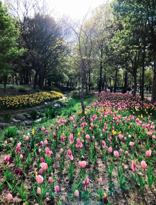 ソウルの森