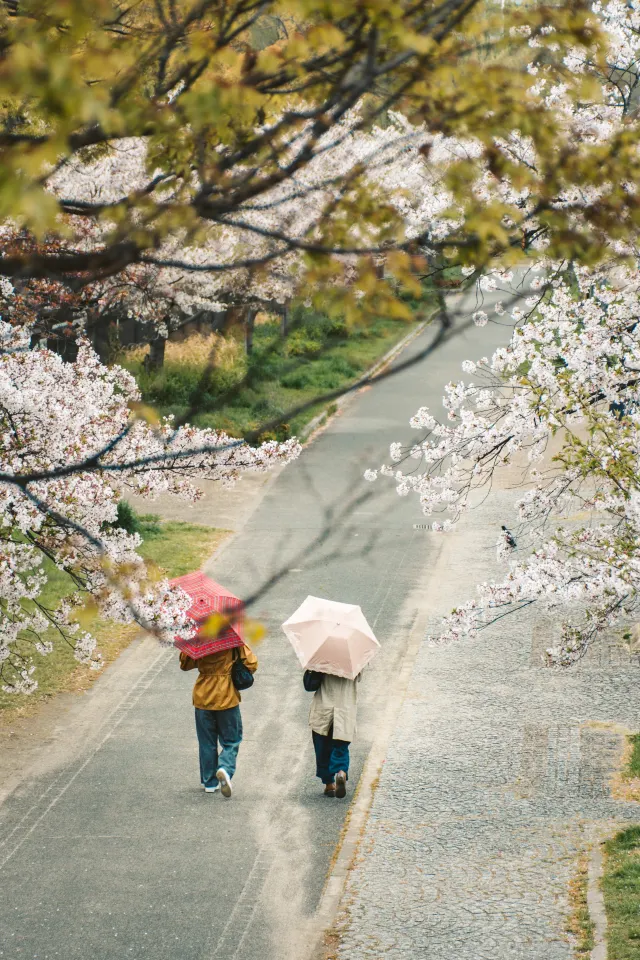 조폐국 벚꽃길