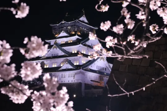 「夜桜花見