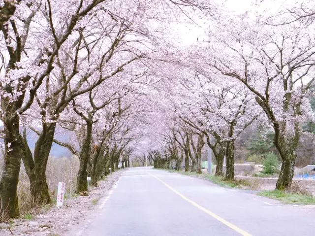 경주 벚꽃