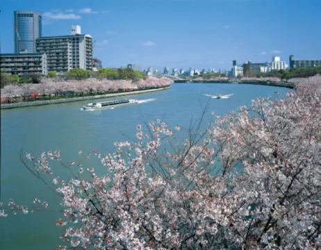 오사카 벚꽃 사쿠라노미야 축제