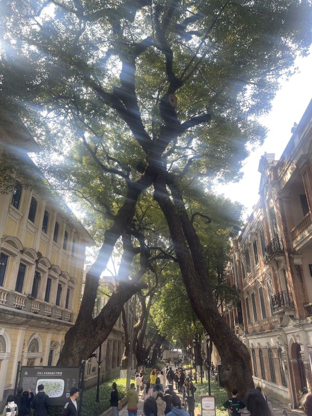沙面旅游区旅行图片 5