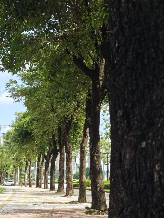 岐江公园旅行图片 4