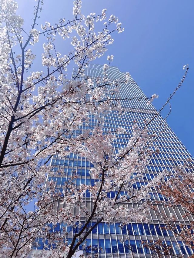 静安雕塑公园旅行图片 1