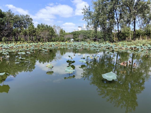 上海世纪公园旅行图片 3