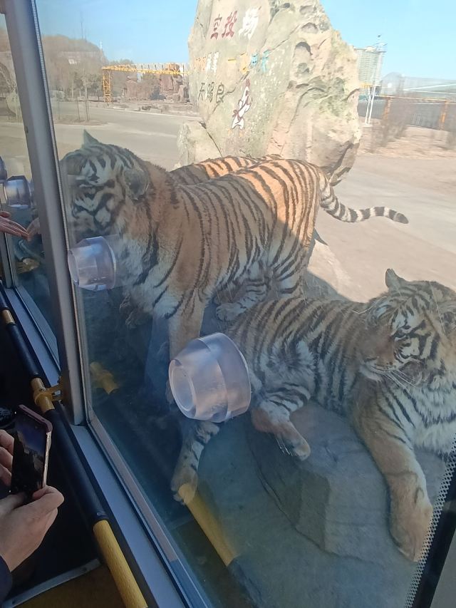 东北虎林园旅行图片 1