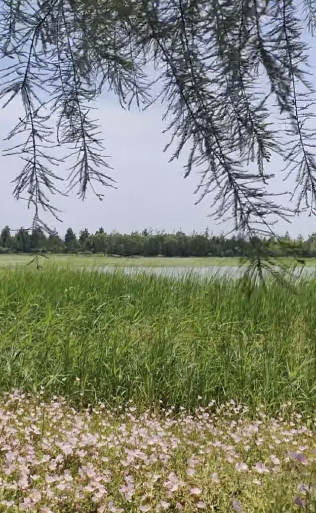 七彩阜宁农业公园旅行图片 1