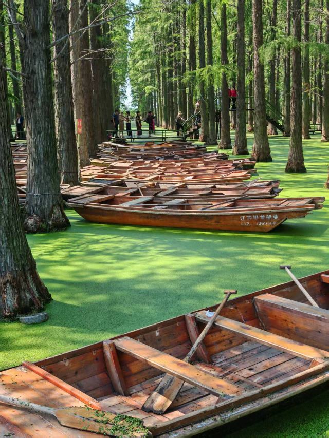 渌洋湖湿地公园生态园旅行图片 6