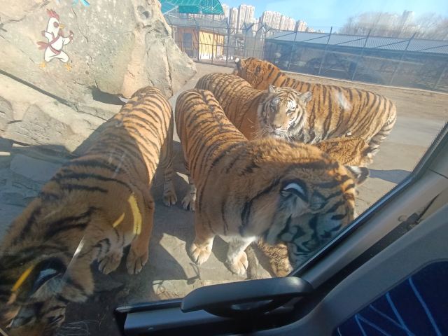 东北虎林园旅行图片 2