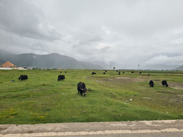 纳帕海大草原旅游景区旅行图片 2
