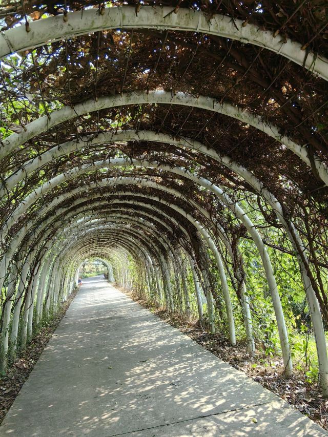 海南热带植物园旅行图片 2