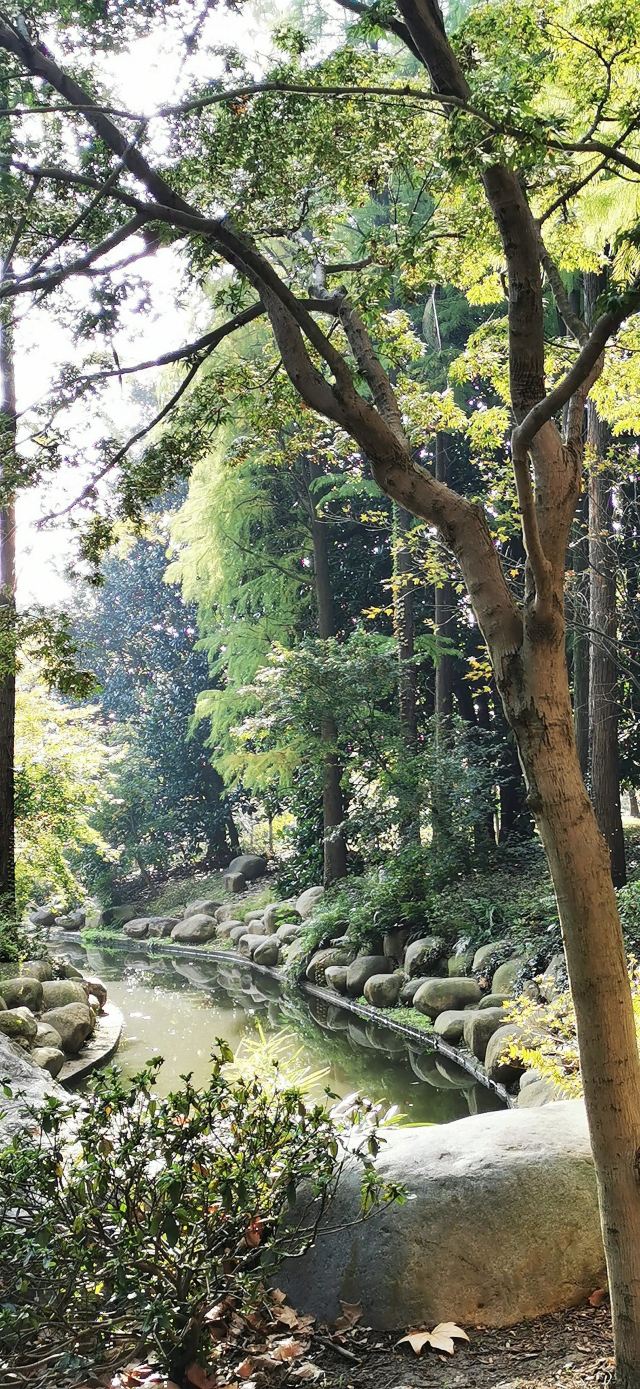 上海共青森林公园旅行图片 2