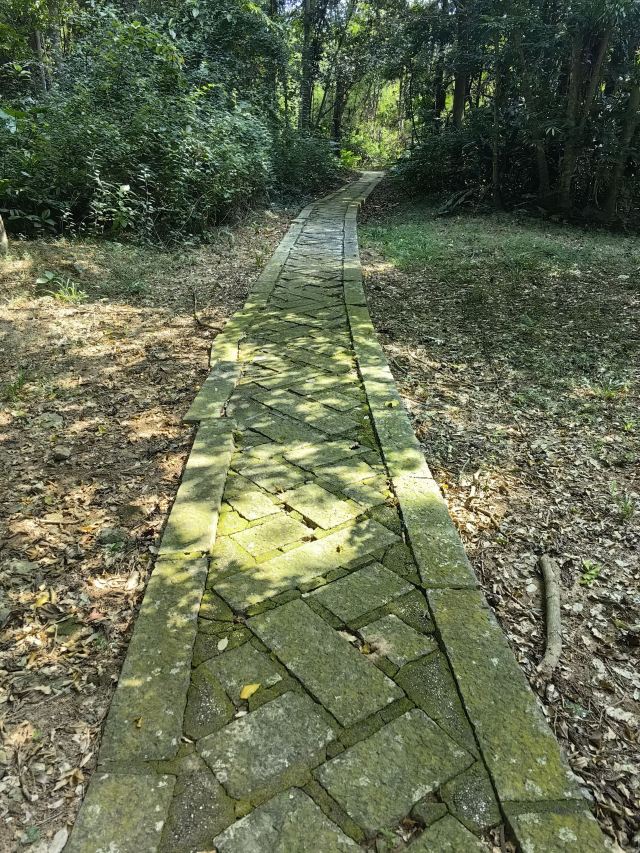 海南热带植物园旅行图片 5