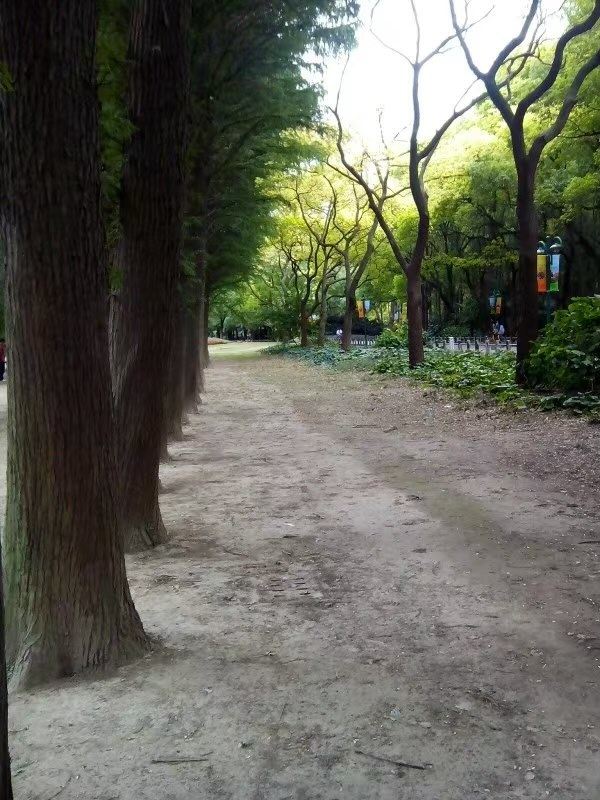 上海共青森林公园旅行图片 3