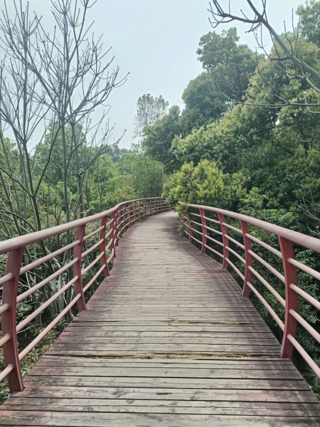 东洞庭湖国家级自然保护区旅行图片 1