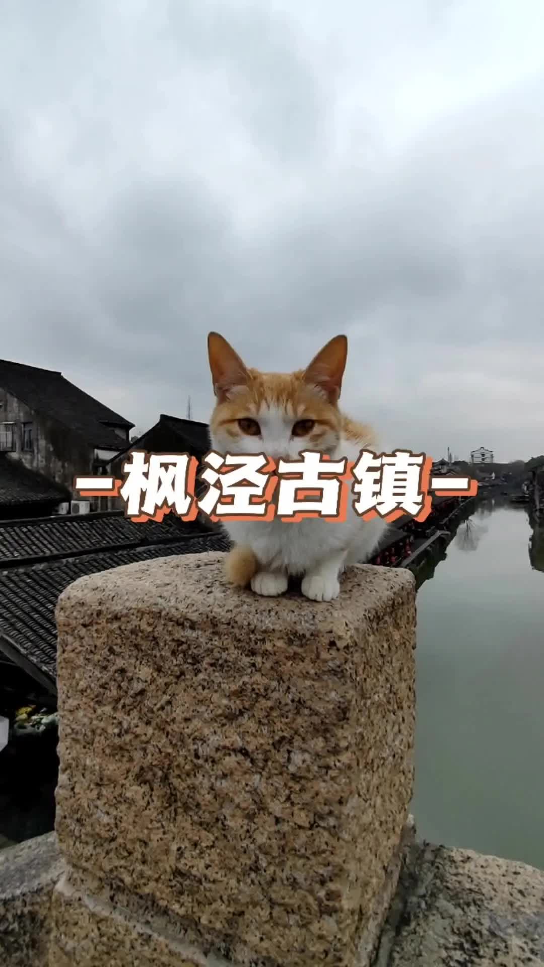 枫泾古镇太平桥上偶遇大胆顽皮的猫咪